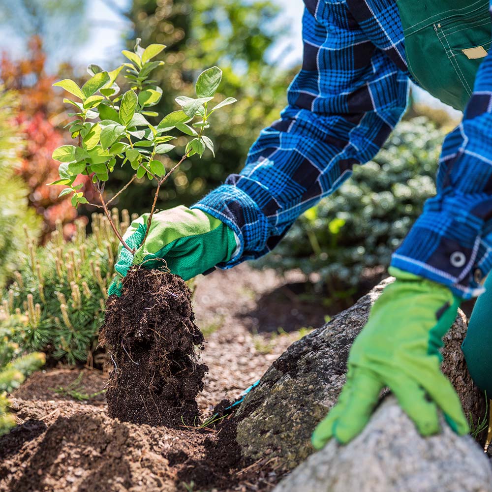 Pflanze wird in Blumenbeet eingepflanzt