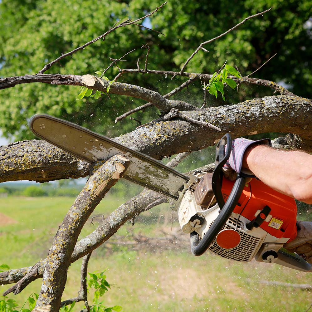 Äste werden von Baum entfernt